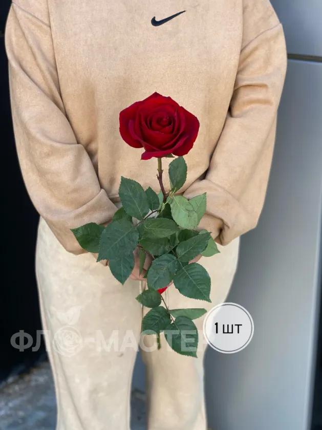 Красные розы Эквадор 50 см (1шт, 3шт, 5шт, 7шт, 9шт)