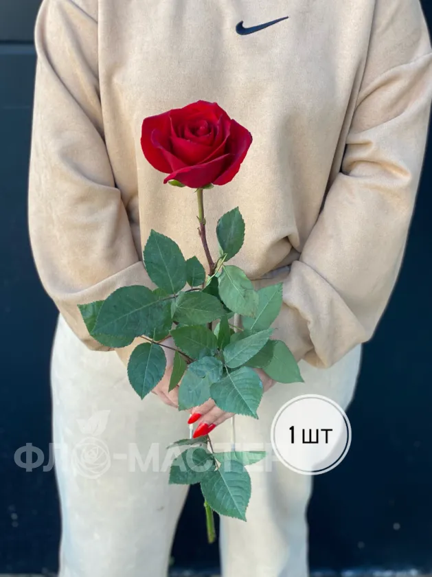 Красные розы Эквадор 60 см (1шт, 3шт, 5шт, 7шт, 9шт)