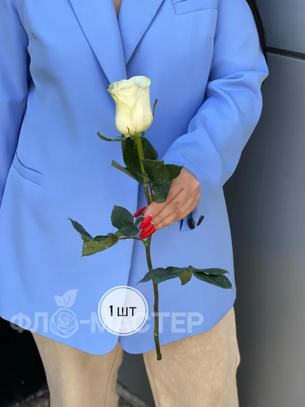 Роза белая Эквадор 50 см (1шт, 3шт, 5шт, 7шт, 9шт)