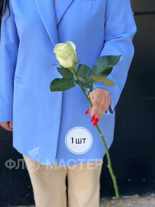 Белая роза Эквадор 60 см (1шт, 3шт, 5шт, 7шт, 9шт)