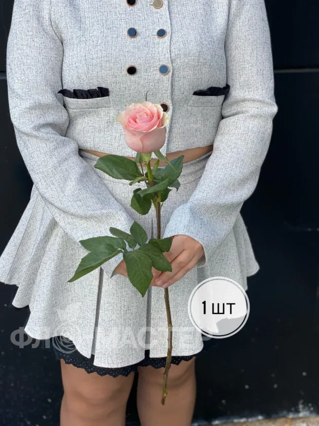 Розовая роза Эквадор 60 см (1шт, 3шт, 5шт, 7шт, 9шт)