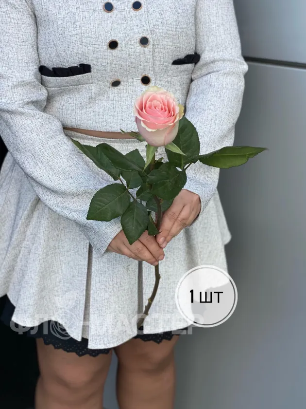 Розовые розы Эквадор 50 см (1шт, 3шт, 5шт, 7шт, 9шт)