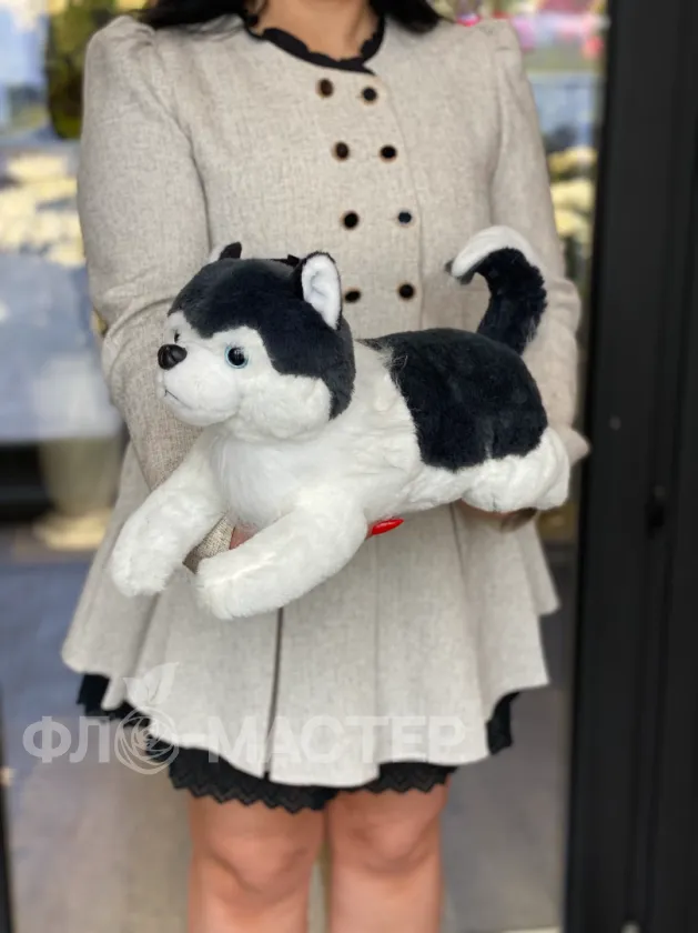 Собака Хаски