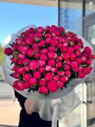 Пионы меняющие цвет (Корал Шарм) 101шт 0