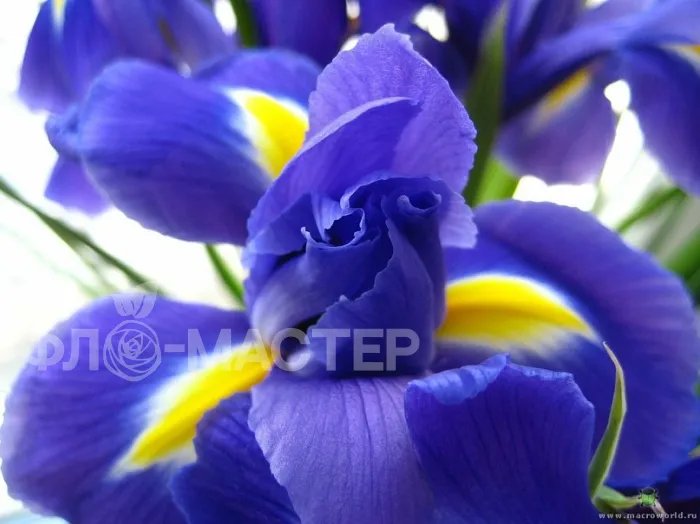 Ирис синий
