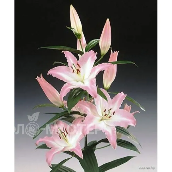 Лилия розовая