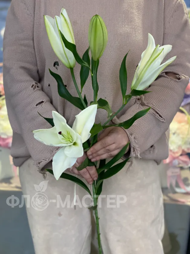 Лилия белая