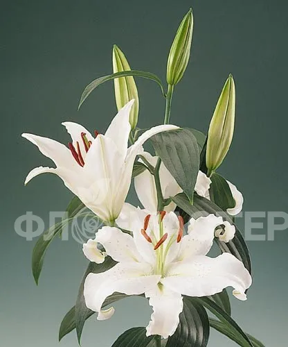 Лилия веточка