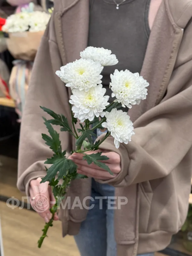 Кустовая белая хризантема