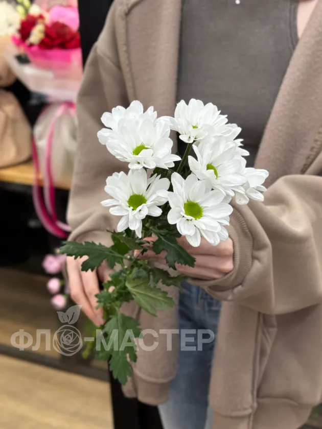 Мелкоцветная белая хризантема