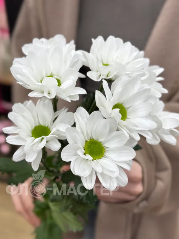 Мелкоцветная белая хризантема