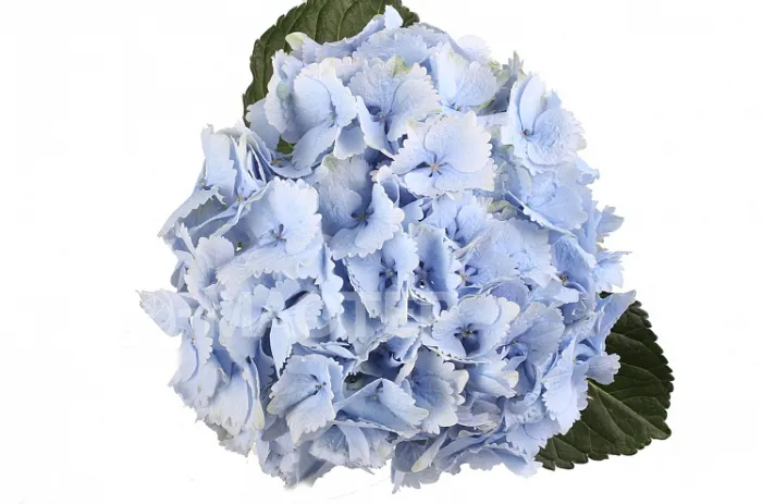 Голубая гортензия