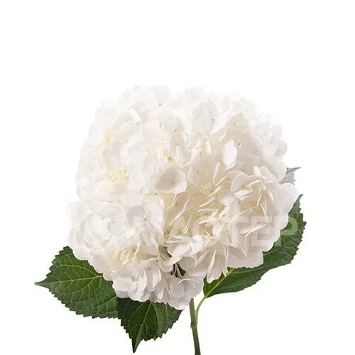 Белая гортензия