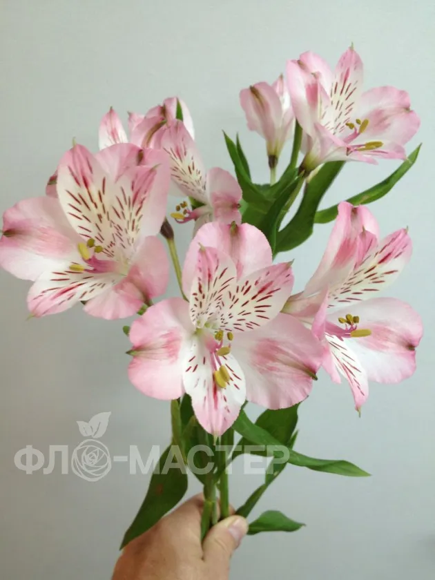 Альстромерия розовая
