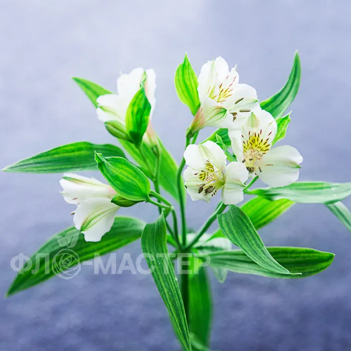 Альстромерия белая