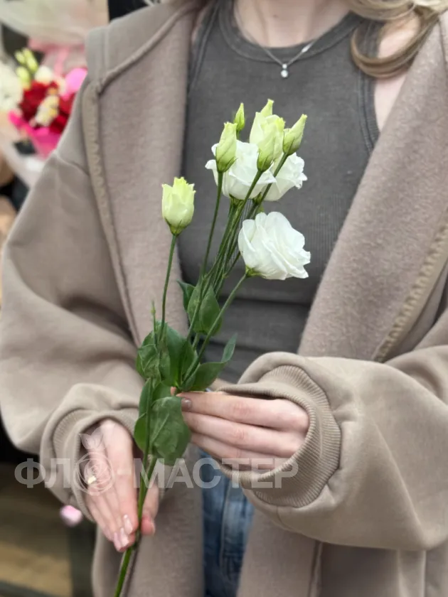 Эустома белая