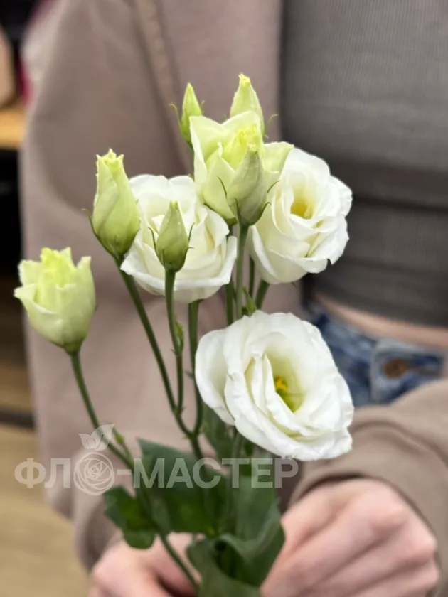 Эустома белая