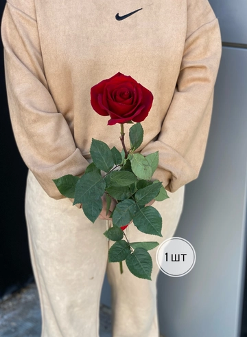 Красные розы Эквадор 50 см (1шт, 3шт, 5шт, 7шт, 9шт) от интернет-магазина цветов в 