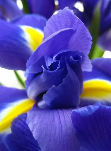 Ирис синий от интернет-магазина цветов в 