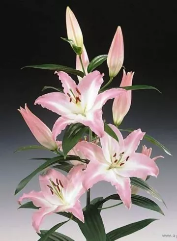 Лилия розовая от интернет-магазина цветов в 