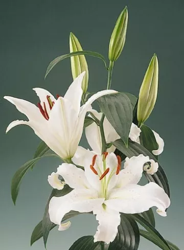 Лилия веточка от интернет-магазина цветов в 