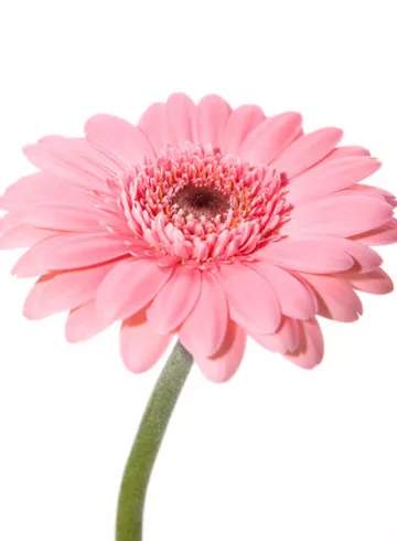 Гербера розовая от интернет-магазина цветов в 