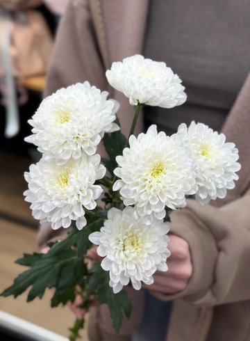 Кустовая белая хризантема от интернет-магазина цветов в 