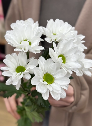 Мелкоцветная белая хризантема от интернет-магазина цветов в 