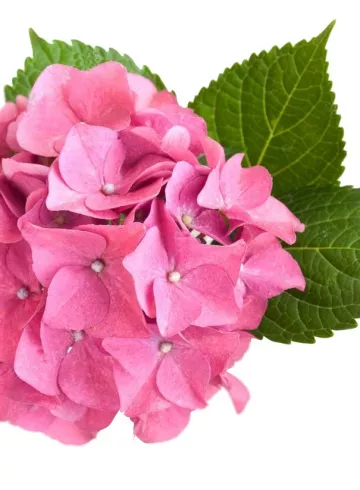 Розовая гортензия от интернет-магазина цветов в 