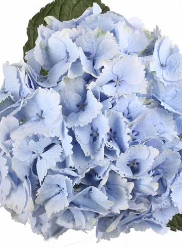 Голубая гортензия от интернет-магазина цветов в 