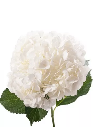 Белая гортензия от интернет-магазина цветов в 