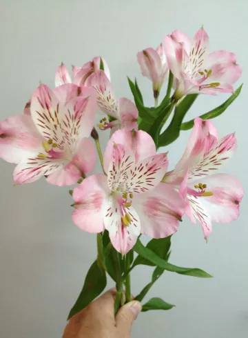 Альстромерия розовая от интернет-магазина цветов в 