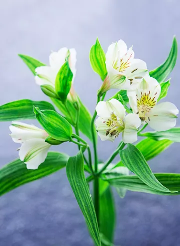 Альстромерия белая от интернет-магазина цветов в 